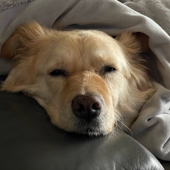 dooeydog